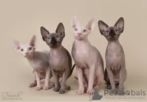 Photos supplémentaires: sphynx canadien