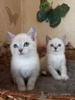 Photos supplémentaires: Scottish Scottish Straight et Scottish Fold