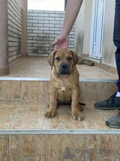 Photo №1. boerboel - à vendre en ville de Москва | négocié | Annonce №19470