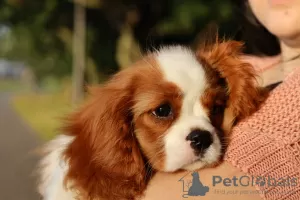 Photo №2 de l'annonce № 50678 de la vente cavalier king charles spaniel - acheter à Fédération de Russie éleveur