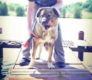 Photos supplémentaires: Agent de sécurité Alpha Caucasian Shepherd mix. Vous cherchez une maison!