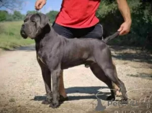 Photo №1. cane corso - à vendre en ville de Žitište | négocié | Annonce №108505