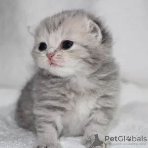 Photo №1. scottish fold - à vendre en ville de Шымкент | négocié | Annonce № 10547