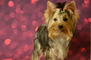 Photo №1. yorkshire terrier - à vendre en ville de Balakovo | 871€ | Annonce №4487