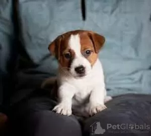 Photo №2 de l'annonce № 127911 de la vente jack russell terrier - acheter à La finlande éleveur