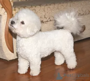 Photos supplémentaires: Chiots bichon frisé