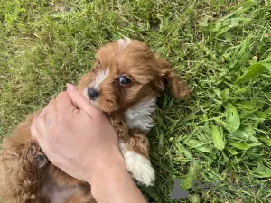 Photos supplémentaires: Cavapoo Cavadoodle