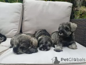 Photo №1. schnauzer miniature - à vendre en ville de Мюнхен-Флугхафен | 400€ | Annonce №127280