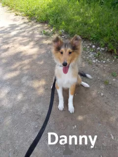 Photo №3. Chiots Sheltie à vendre. Estonie