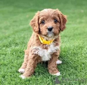 Photo №1. clumber spaniel - à vendre en ville de Manila | négocié | Annonce №51479