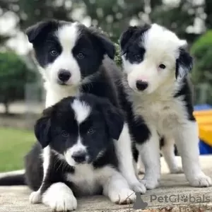 Photo №1. border collie - à vendre en ville de Berlin | Gratuit | Annonce №90405