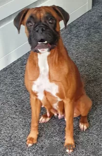 Photo №1. boxer - à vendre en ville de Oakland | 1420€ | Annonce №92660