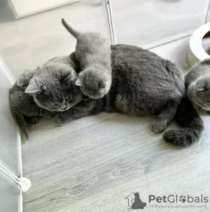 Photo №1. british shorthair - à vendre en ville de Mine Hill Township | 284€ | Annonce № 122943