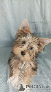 Photo №4. Je vais vendre yorkshire terrier en ville de Фёрде. annonce privée - prix - négocié