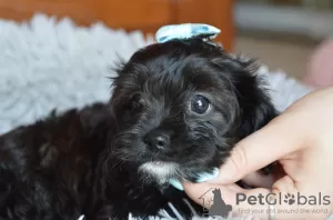 Photo №2 de l'annonce № 56031 de la vente cavalier king charles spaniel - acheter à Pologne éleveur