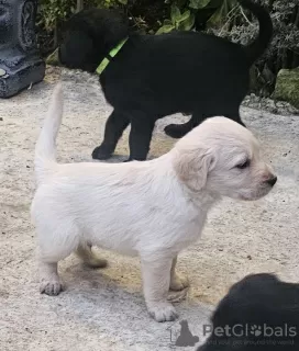 Photo №2 de l'annonce № 84712 de la vente labradoodle - acheter à France annonce privée