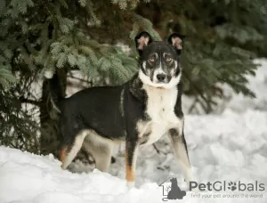 Photos supplémentaires: Margo le chien est une trouvaille entre de bonnes mains.