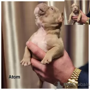 Photo №4. Je vais vendre american bully en ville de Vilnius. éleveur - prix - 3000€