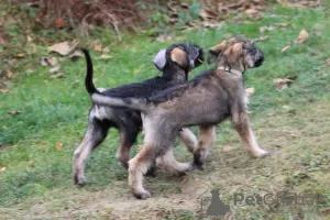 Photos supplémentaires: Schnauzer géant poivre et sel, chiots