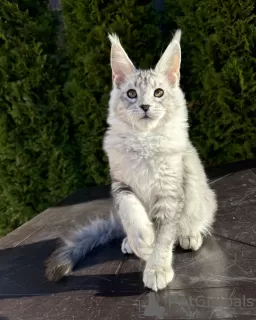 Photo №1. maine coon - à vendre en ville de Minnesota City | négocié | Annonce № 125768