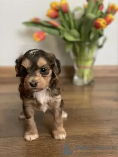 Photos supplémentaires: Chiots d'un chien chinois à crête