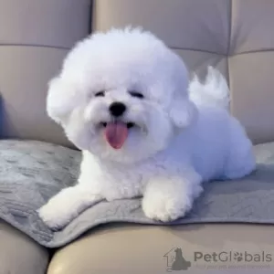 Photo №1. bichon à poil frisé - à vendre en ville de Задар | Gratuit | Annonce №96372