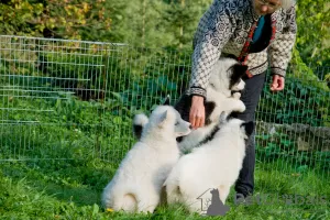 Photos supplémentaires: Un charmant petit chien - un étranglement yakut