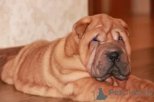 Photos supplémentaires: Chiots Shar Pei