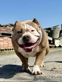 Photo №4. Je vais vendre american bully en ville de Weinheim.  - prix - négocié