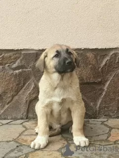 Photo №4. Je vais vendre berger d'anatolie en ville de Kiev. de la fourrière, éleveur - prix - 1000€