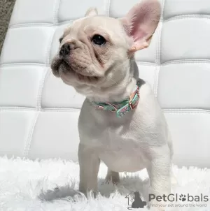 Photo №1. bouledogue - à vendre en ville de Westham | 360€ | Annonce №125626