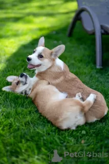 Photos supplémentaires: A vendre très beau chiot corgi gallois pembroke