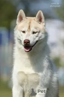 Photo №3. Husky sibérien. Ukraine