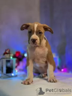 Photos supplémentaires: Chiot Bully américain