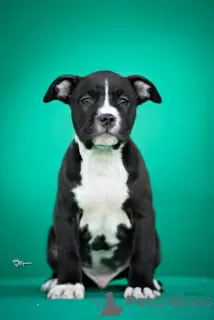 Photo №3. American Staffordshire Terrier. Serbie