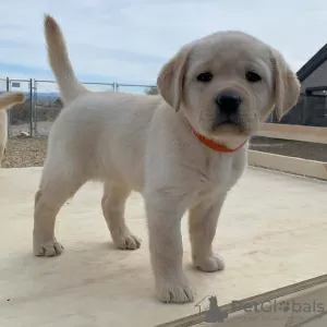 Photo №2 de l'annonce № 9079 de la vente labrador retriever - acheter à Fédération de Russie 