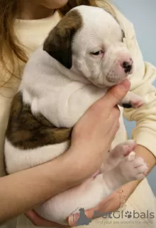 Photos supplémentaires: Chiots bouledogue américain à vendre