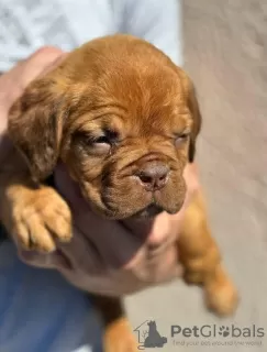 Photos supplémentaires: Chiots Chien de Bordeaux