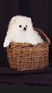 Photos supplémentaires: Chiots blancs allemands de spitz.