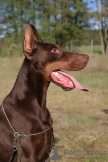 Photos supplémentaires: CHIOTS DOBERMANN FCI