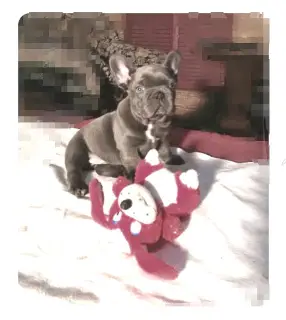 Photo №1. bouledogue - à vendre en ville de Kiev | Gratuit | Annonce №4122