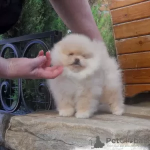 Photos supplémentaires: Chiots de Poméranie Szpic, chiots mâles et femelles.