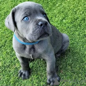 Photo №1. cane corso - à vendre en ville de Valmadonna | négocié | Annonce №24950