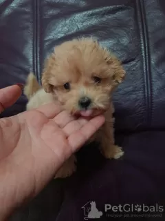 Photo №3. Chiots Maltipoo. Serbie