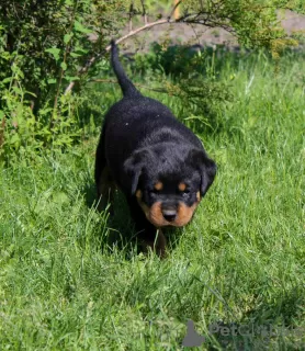 Photo №1. rottweiler - à vendre en ville de Калинковичи | 1000€ | Annonce №51860