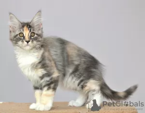 Photo №1. maine coon - à vendre en ville de Kazan | négocié | Annonce № 6360