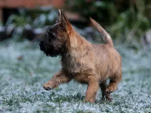 Photos supplémentaires: Filles Cairn Terrier