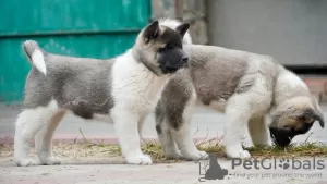 Photos supplémentaires: Chiots Akita américain à vendre