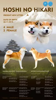 Photo №3. Akita Inu šuniukai. Lituanie