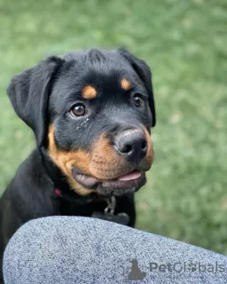 Photo №1. rottweiler - à vendre en ville de Братислава | 450€ | Annonce №118170